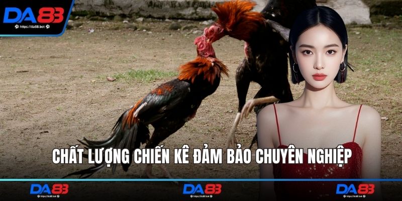 Chất lượng chiến kê đảm bảo chuyên nghiệp