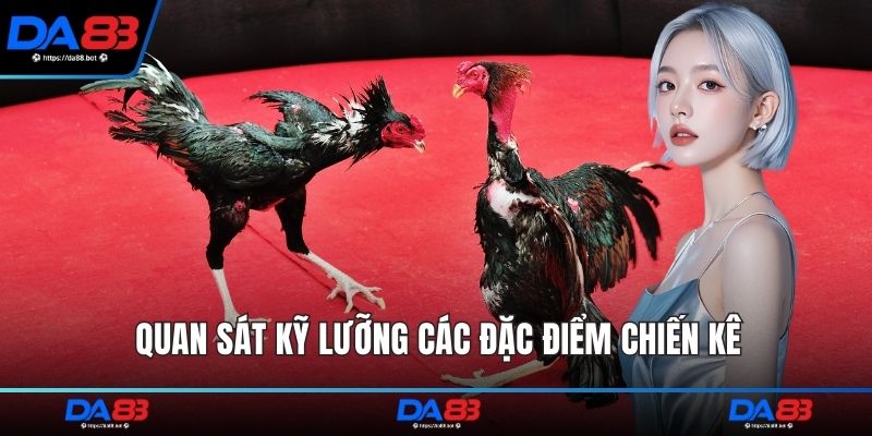 Quan sát kỹ lưỡng các đặc điểm chiến kê